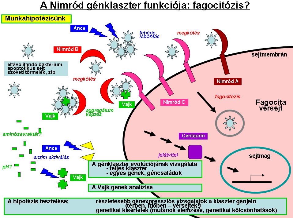 A Nimród d fehérjecsal rjecsalád d funkciója: a