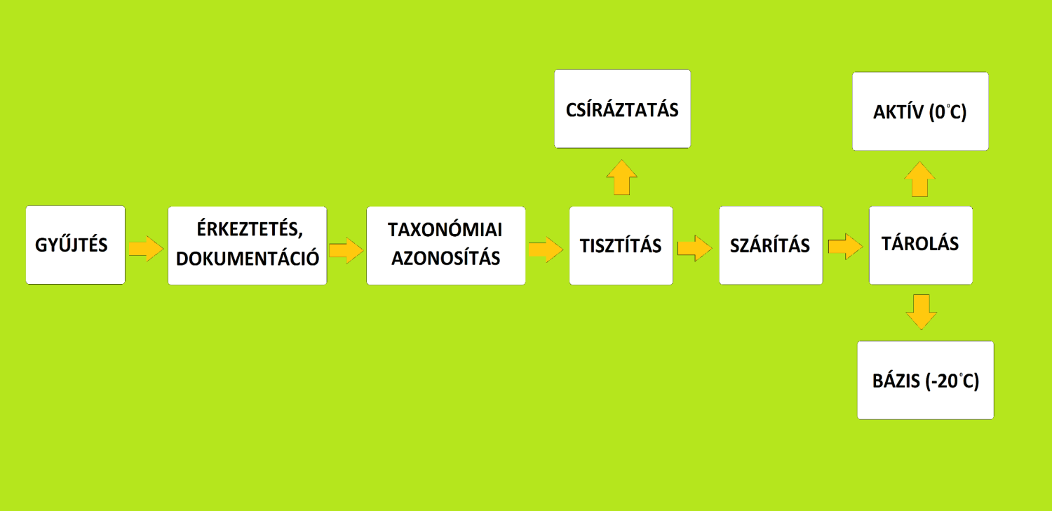 Protokollok, adatlap kidolgozása, eszközök beszerzése Egyedi génbanki kódolás Aw érték mérés, speciális szárítási körülmények