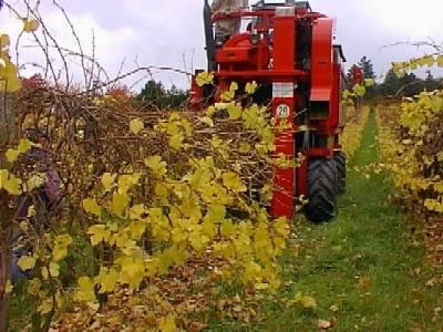 Speciális fitotechnikai eljárások Minimális metszés Virágzáskor gibberellin sav (fürt helyett kacs) (Ausztrália,