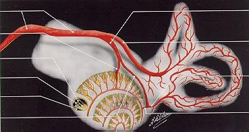 communis a.vestib.anterior a.