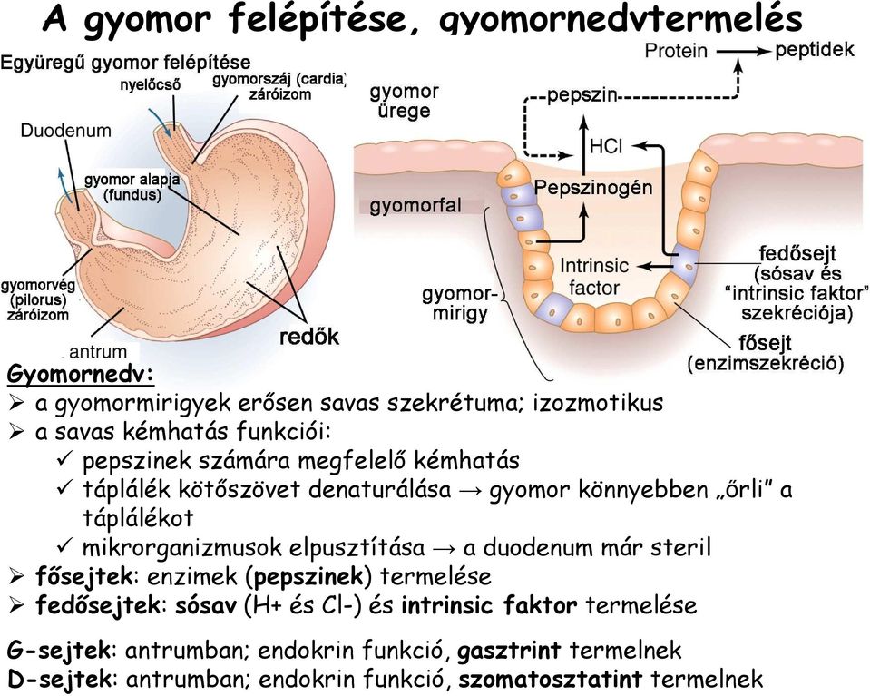 mikrorganizmusok elpusztítása a duodenum már steril fısejtek: enzimek (pepszinek) termelése fedısejtek: sósav (H+ és Cl-) és