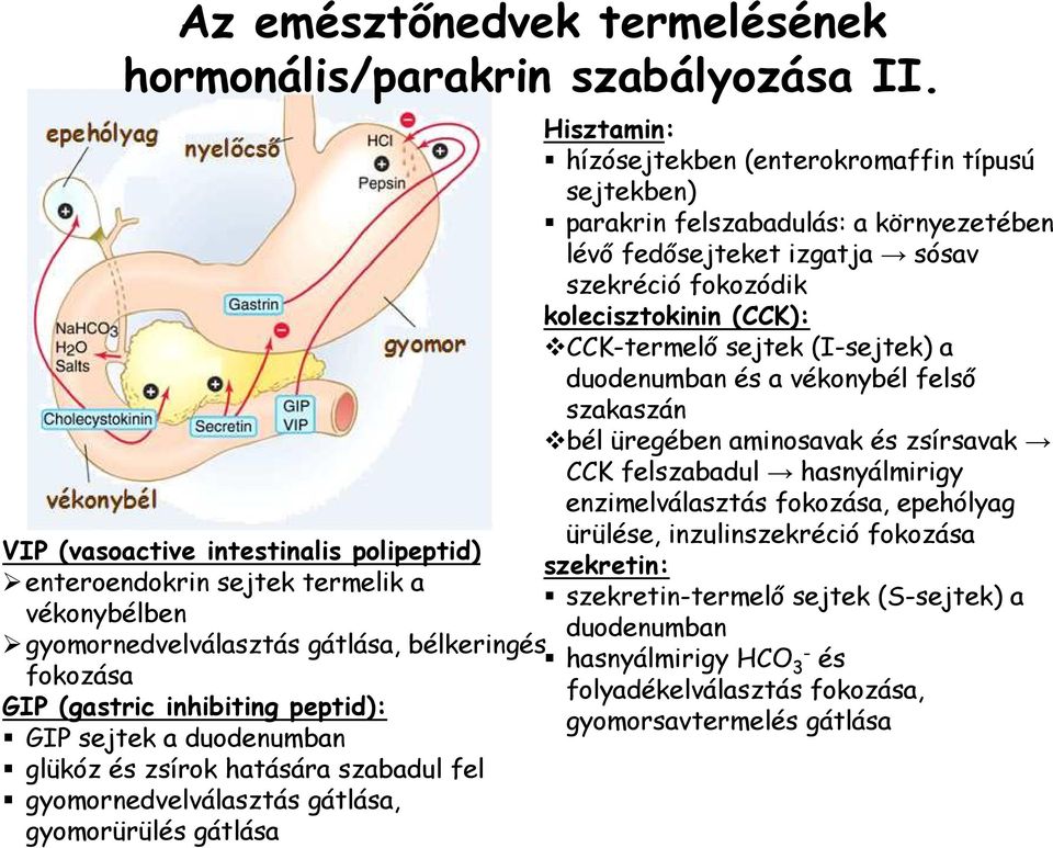 glükóz és zsírok hatására szabadul fel gyomornedvelválasztás gátlása, gyomorürülés gátlása Hisztamin: hízósejtekben (enterokromaffin típusú sejtekben) parakrin felszabadulás: a környezetében lévı