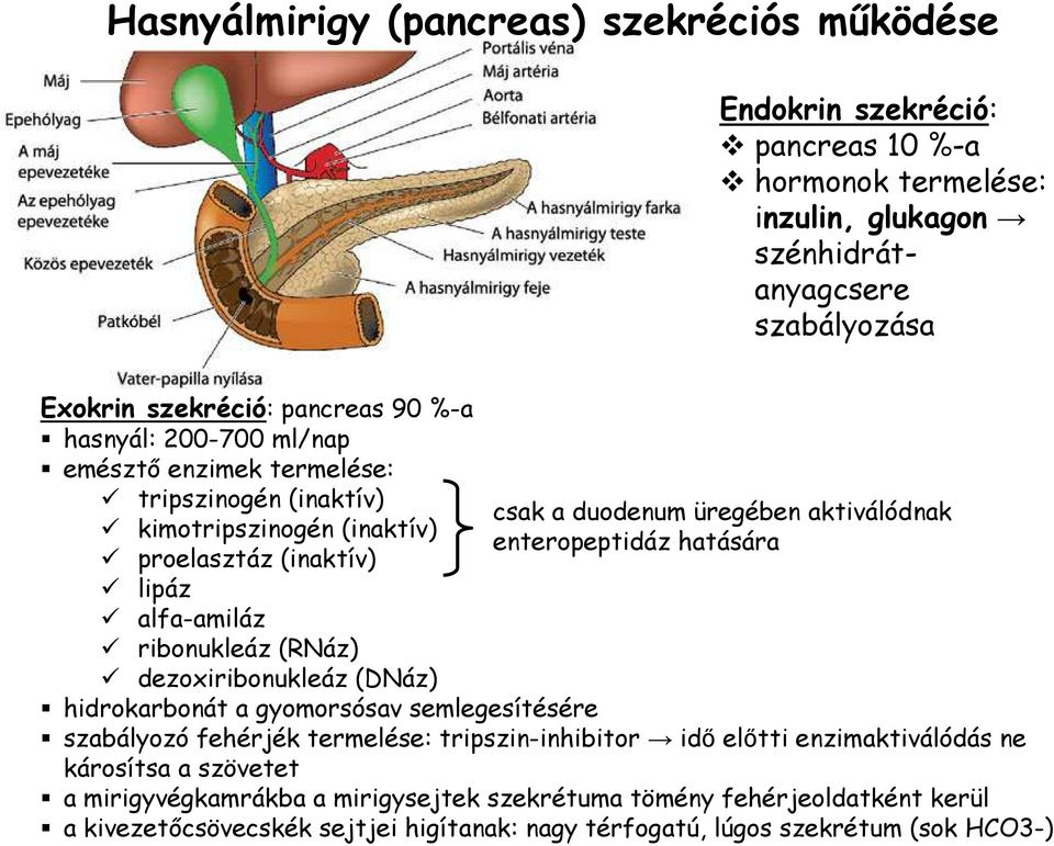 (DNáz) hidrokarbonát a gyomorsósav semlegesítésére csak a duodenum üregében aktiválódnak enteropeptidáz hatására szabályozó fehérjék termelése: tripszin-inhibitor idı elıtti