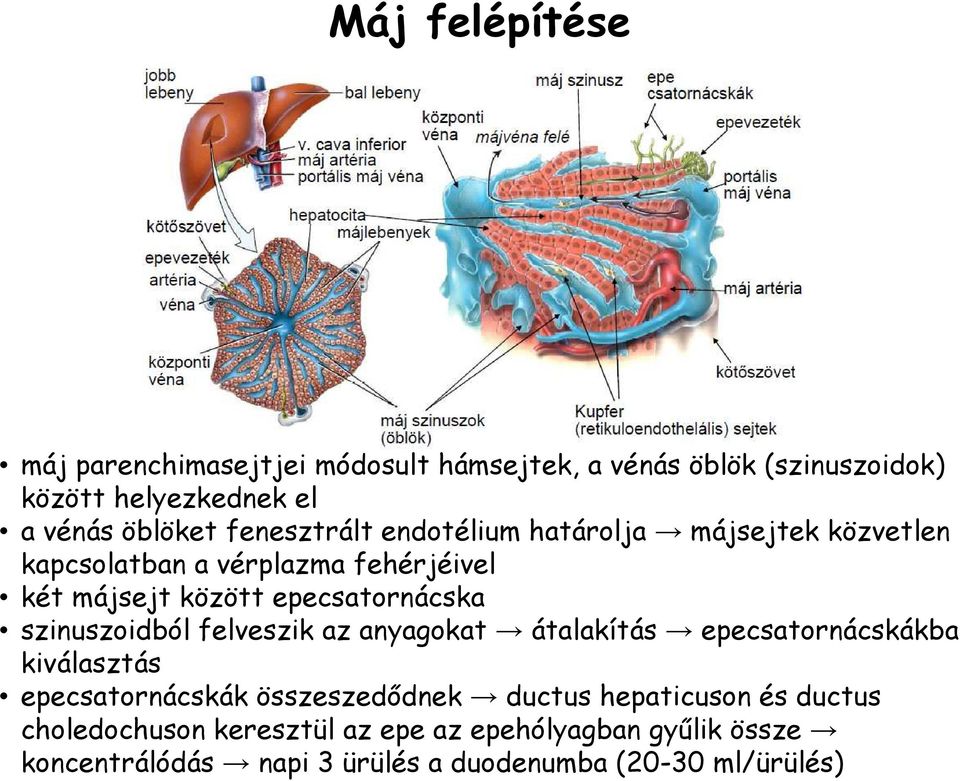 szinuszoidból felveszik az anyagokat átalakítás epecsatornácskákba kiválasztás epecsatornácskák összeszedıdnek ductus