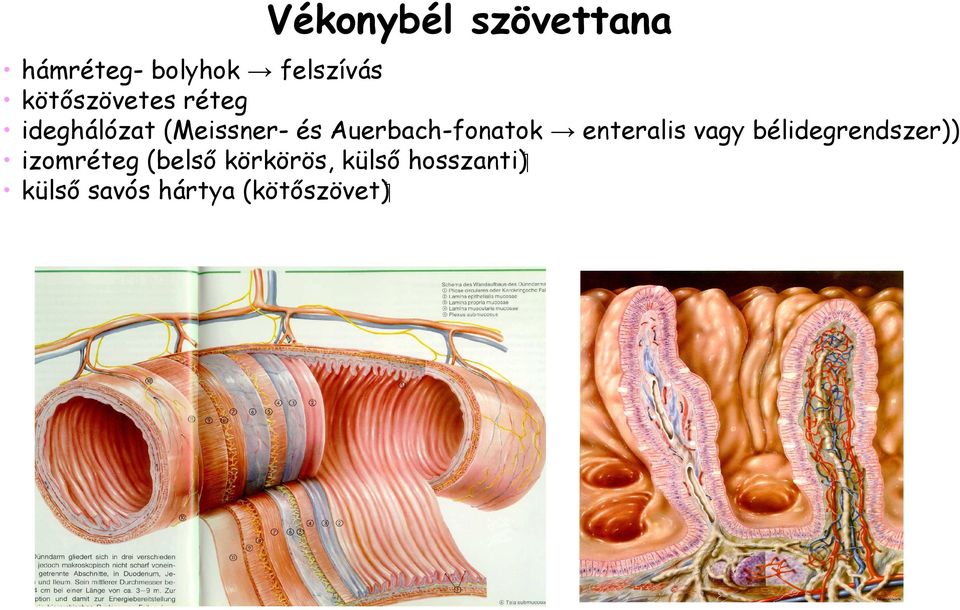 Auerbach-fonatok enteralis vagy bélidegrendszer))