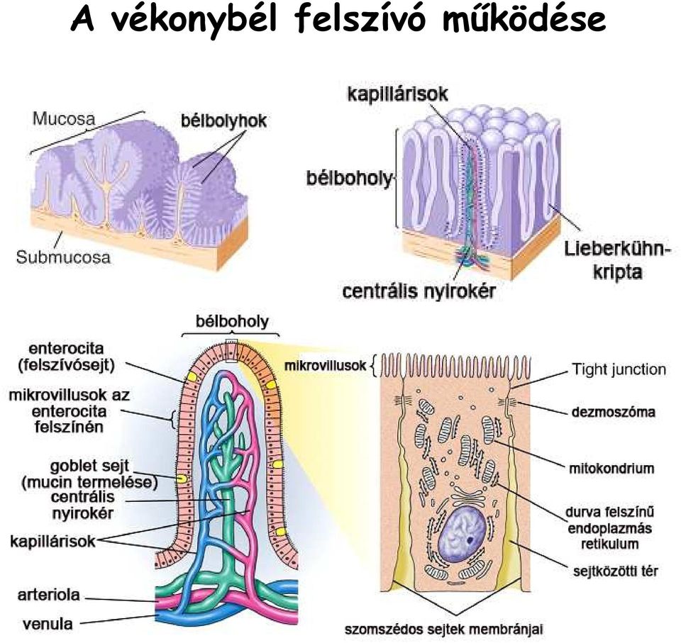 felszívó