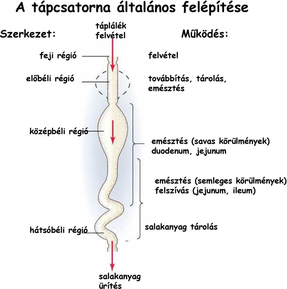 emésztés (savas körülmények) duodenum, jejunum emésztés (semleges