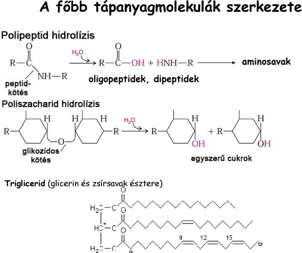 dipeptidek aminosavak