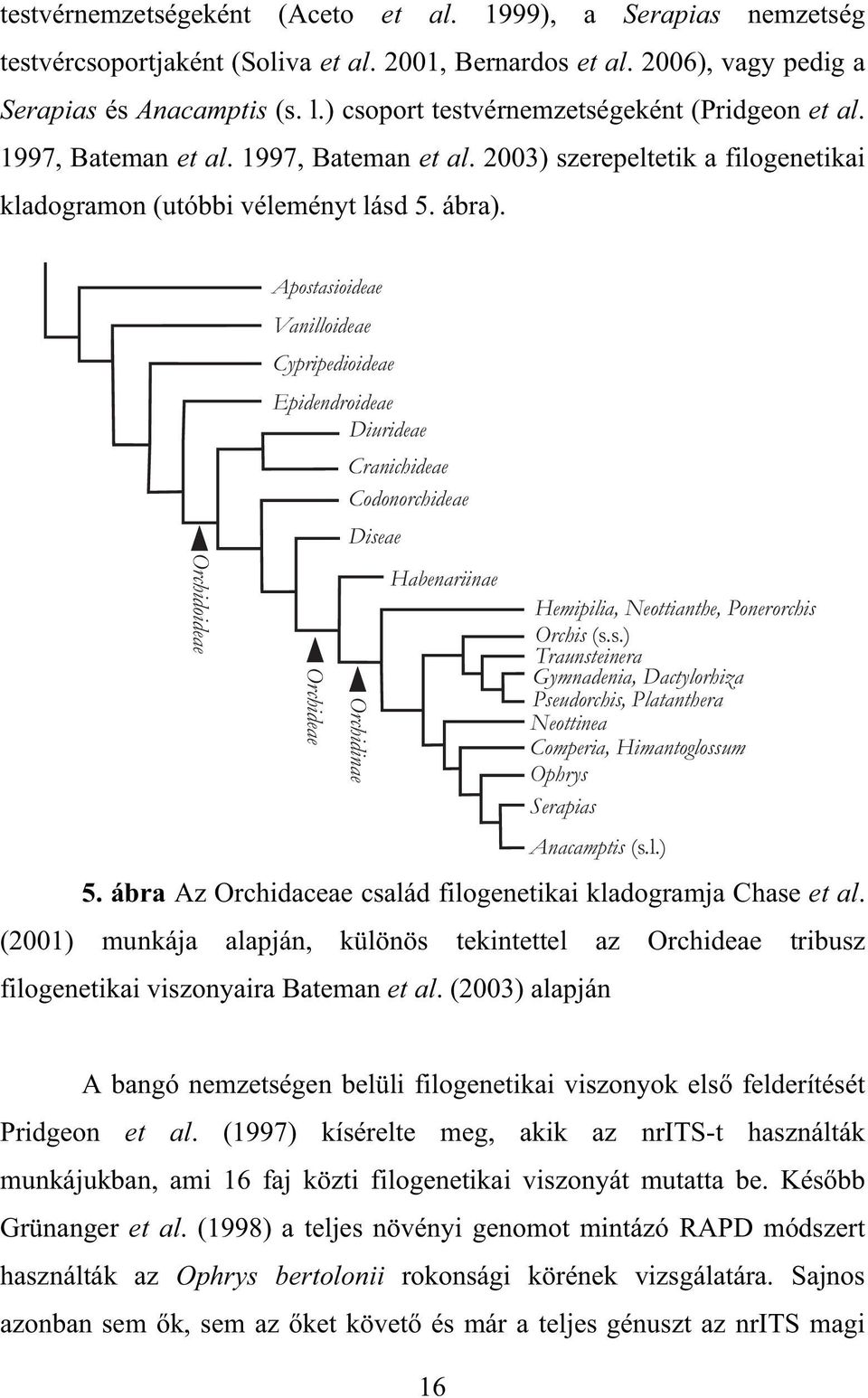 ábra). Apostasioideae Vanilloideae Cypripedioideae Epidendroideae Diurideae Cranichideae Codonorchideae Diseae Habenariinae 5. ábra Az Orchidaceae család filogenetikai kladogramja Chase et al.