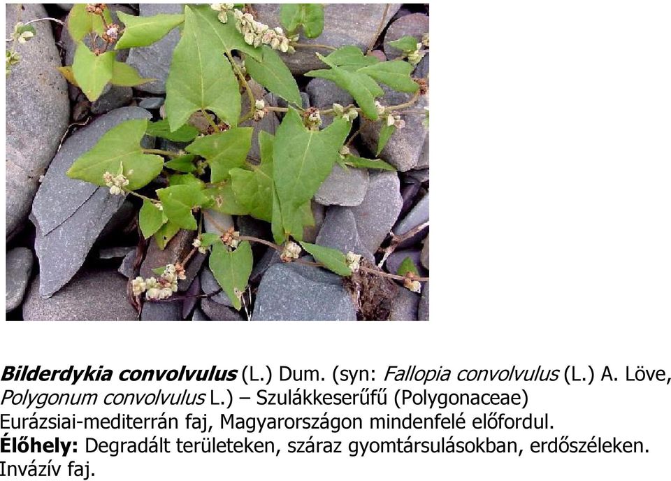 ) Szulákkeserőfő (Polygonaceae) Eurázsiai-mediterrán faj,