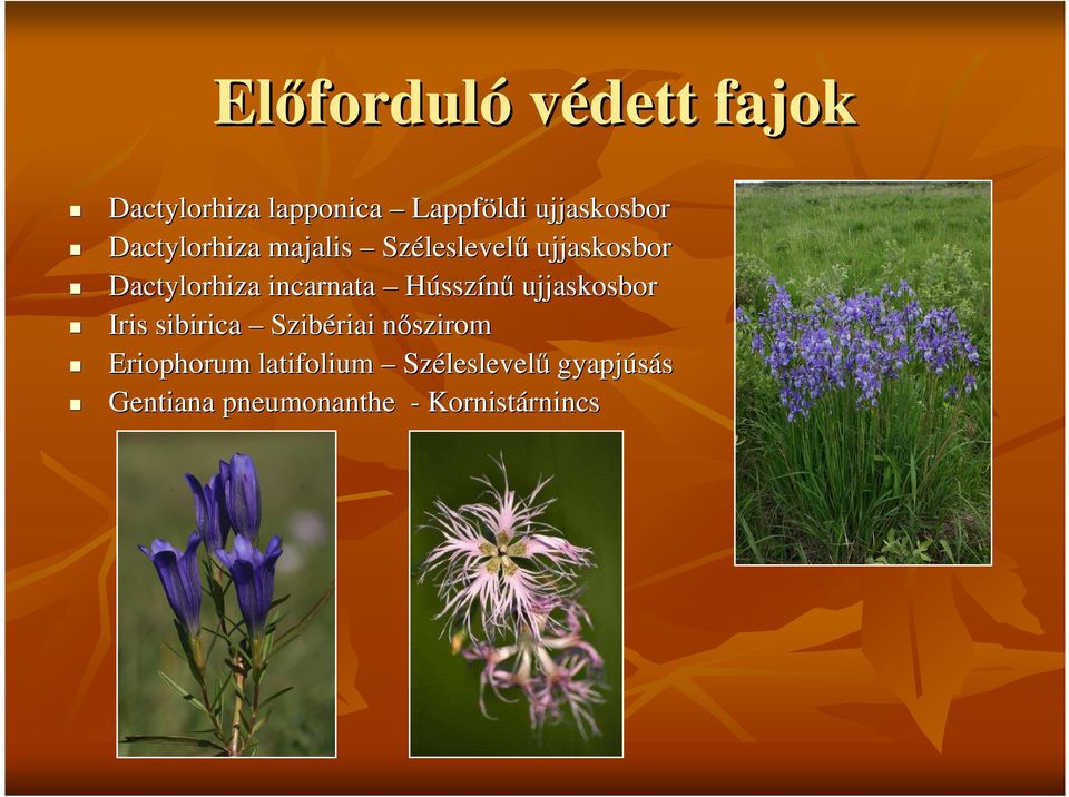 incarnata Hússzínő ujjaskosbor Iris sibirica Szibériai nısziromn Eriophorum