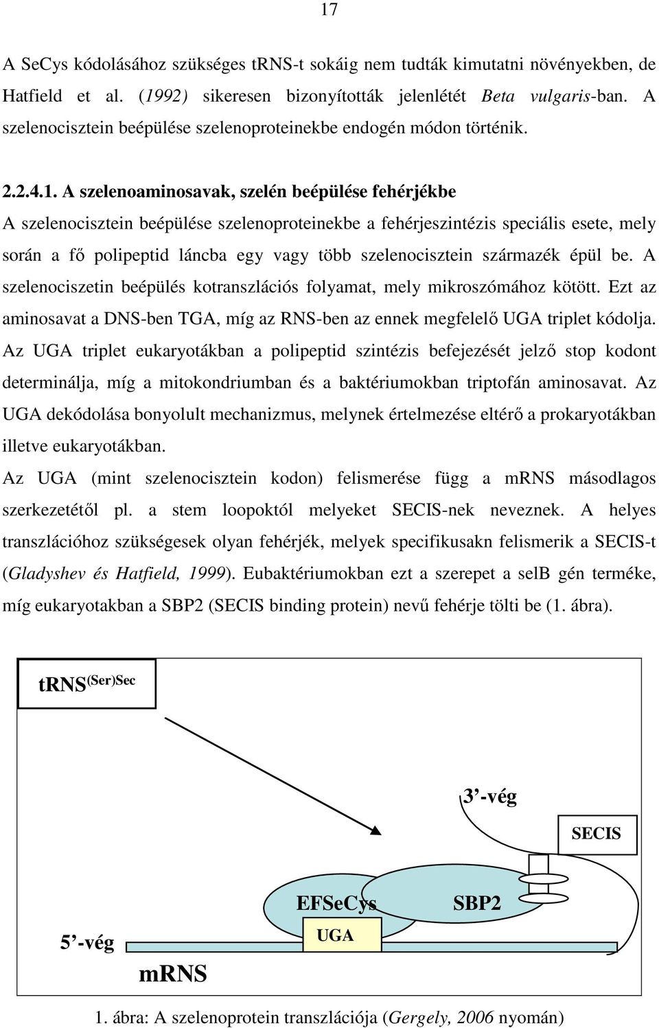 A szelenoaminosavak, szelén beépülése fehérjékbe A szelenocisztein beépülése szelenoproteinekbe a fehérjeszintézis speciális esete, mely során a fő polipeptid láncba egy vagy több szelenocisztein