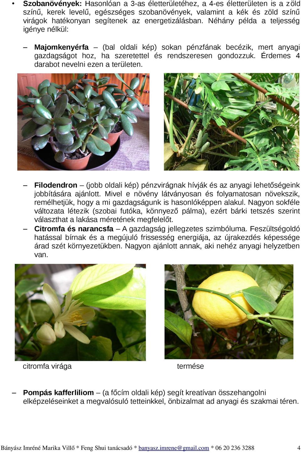 Érdemes 4 darabot nevelni ezen a területen. Filodendron (jobb oldali kép) pénzvirágnak hívják és az anyagi lehetőségeink jobbítására ajánlott.
