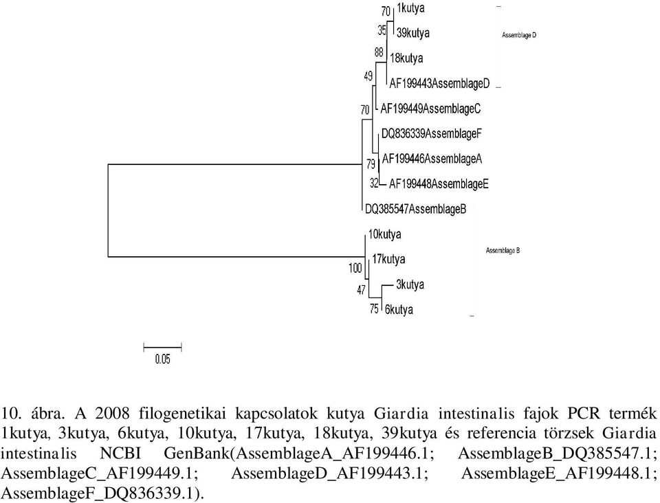 3kutya, 6kutya, 10kutya, 17kutya, 18kutya, 39kutya és referencia törzsek Giardia