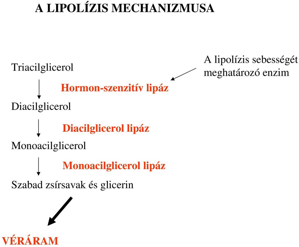 sebességét meghatározó enzim Diacilglicerol lipáz