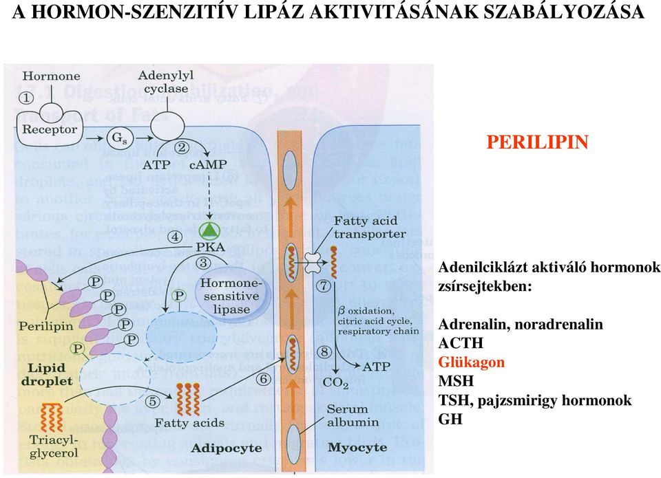 aktiváló hormonok zsírsejtekben: Adrenalin,