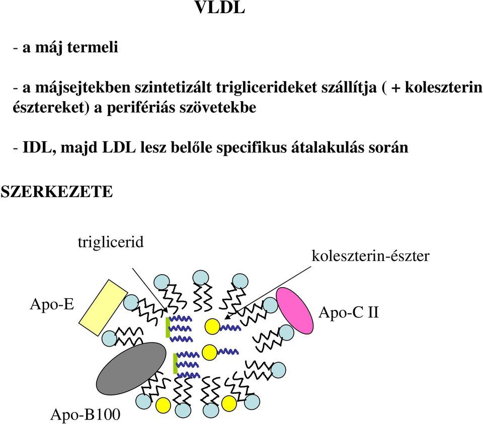 perifériás szövetekbe - IDL, majd LDL lesz belıle specifikus