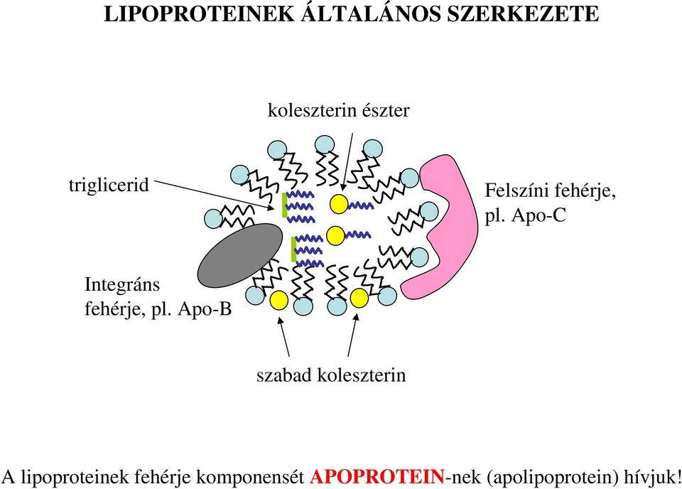 Apo-C Integráns fehérje, pl.