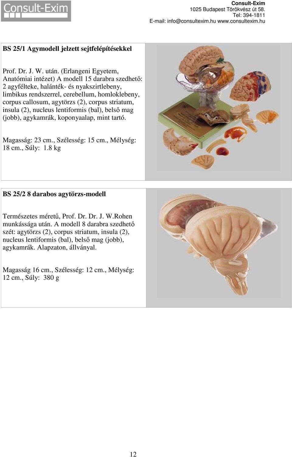 (2), corpus striatum, insula (2), nucleus lentiformis (bal), belső mag (jobb), agykamrák, koponyaalap, mint tartó. Magasság: 23 cm., Szélesség: 15 cm., Mélység: 18 cm., Súly: 1.