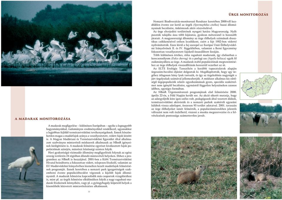 A magyarországi állomány az ürge élôhelyek számának drasztikus csökkenésével erôsen lecsökkent, ezért a fajt 1982-ben védetté nyilvánították.
