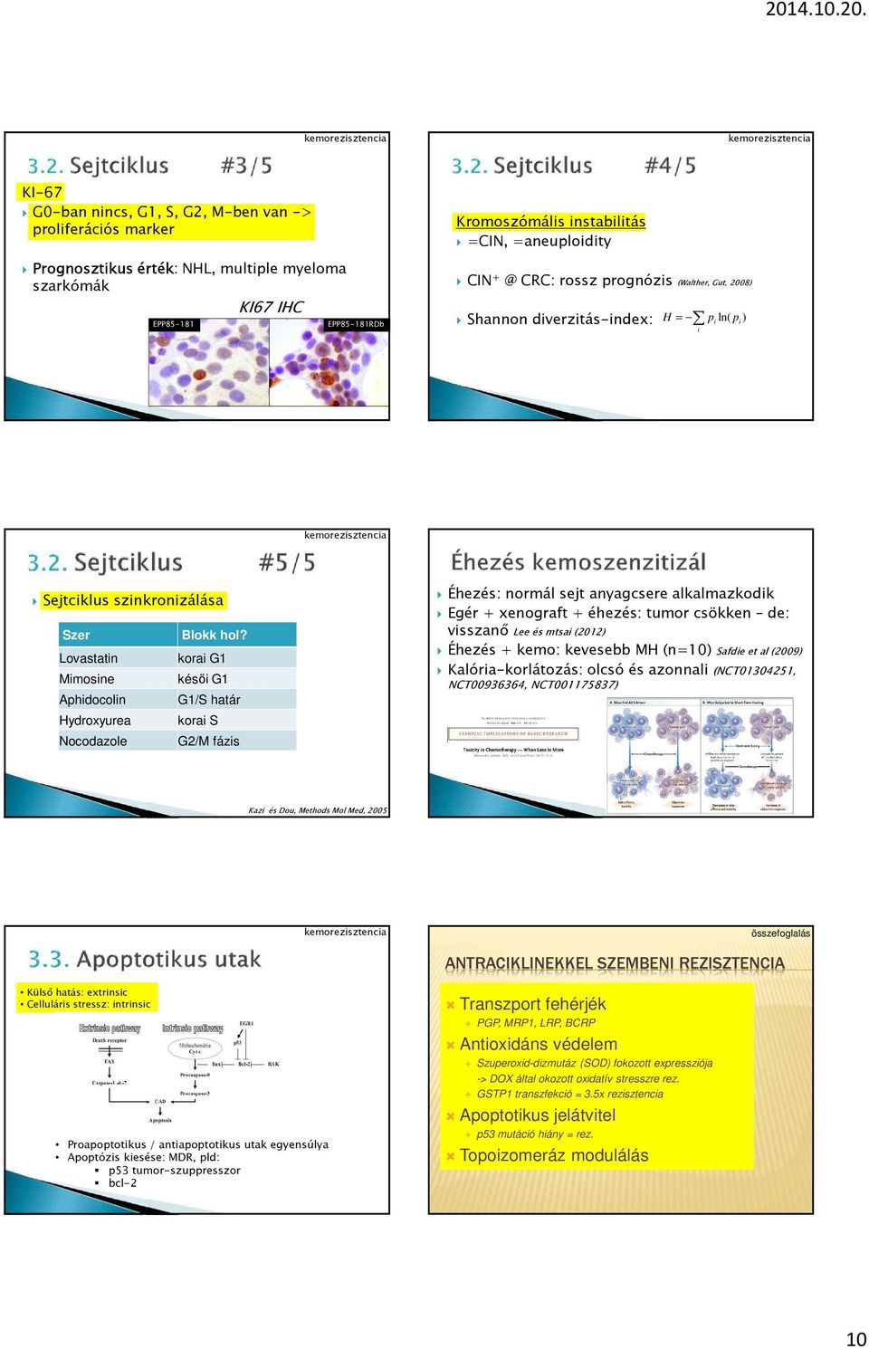 Lovastatin korai G Mimosine késői G Aphidocolin G/S határ Hydroxyurea korai S Nocodazole G2/M fázis Éhezés: normál sejt anyagcsere alkalmazkodik Egér + xenograft+ éhezés: tumor csökken de: visszanő