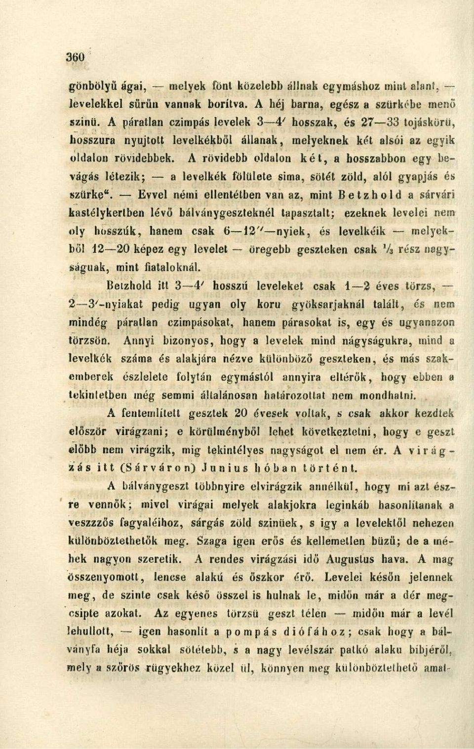 A rövidebb oldalon két, a hosszabbon egy bevágás létezik; a levélkék fölülete sima, sötét zöld, alól gyapjas és szürke".