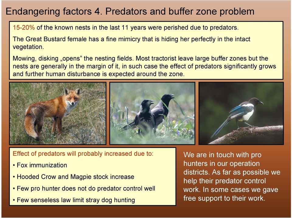 Most tractorist leave large buffer zones but the nests are generally in the margin of it, in such case the effect of predators significantly grows and further human disturbance is expected around the