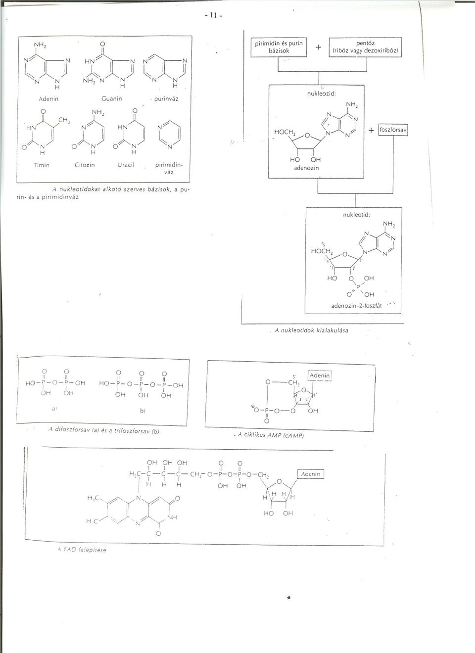 ~ ~,\=l0n~ 1) i '\ p/ 'l '\ n - -toszfát,.', adenoz' 2' j A nukleotidok kialakulása -r--p-!