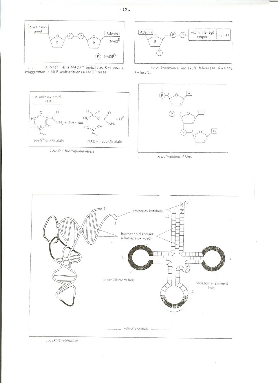 ribóz, nikotinsav-amicl rész ",C C"" ''C-C,j li ','-:- - 2 ' C~3/,'-: h,,--, NAD (redukált alakj A NA '" hidrogénfe/vétele L _ A