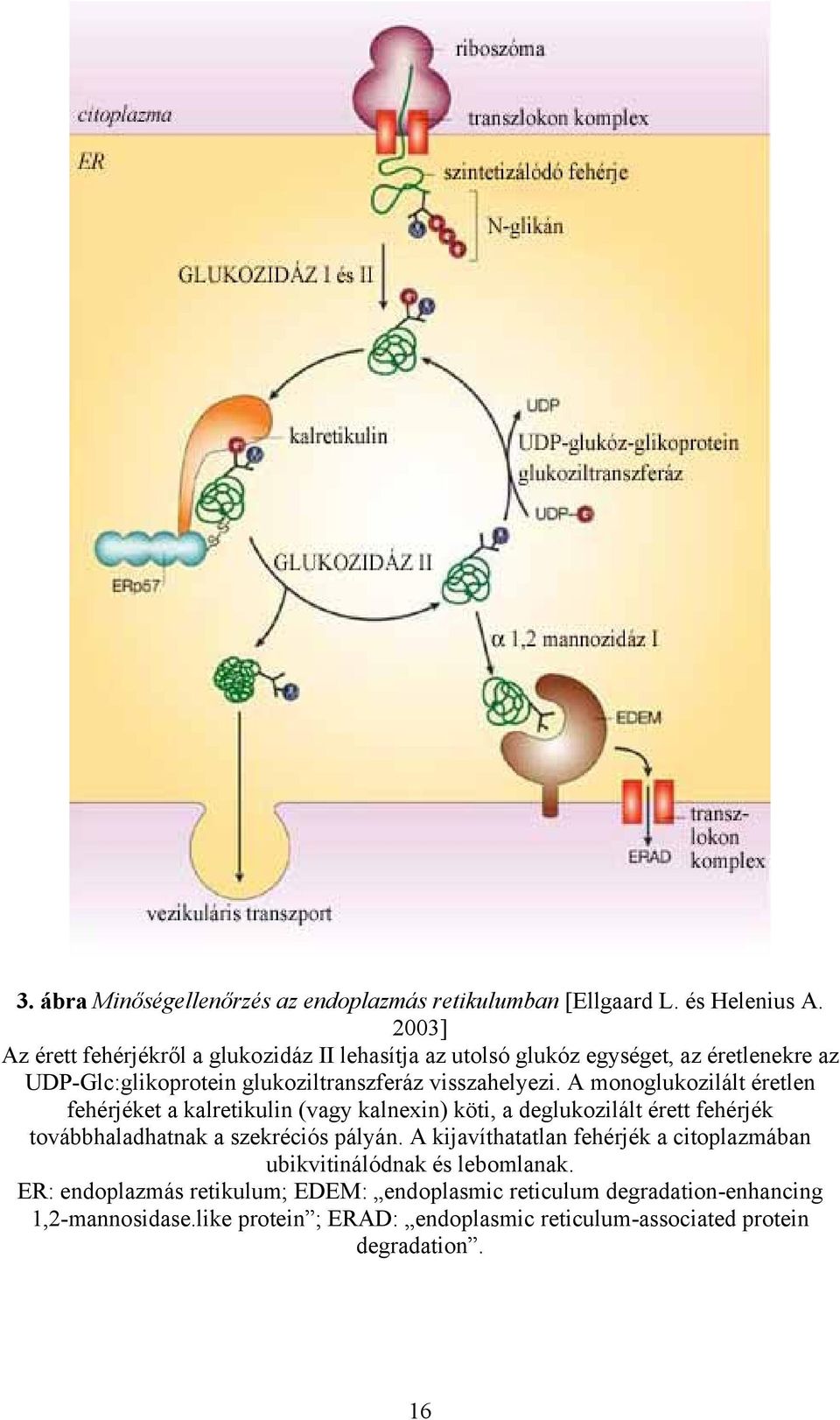 A monoglukozilált éretlen fehérjéket a kalretikulin (vagy kalnexin) köti, a deglukozilált érett fehérjék továbbhaladhatnak a szekréciós pályán.