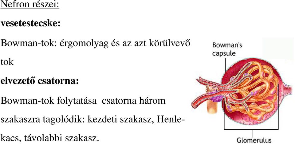 csatorna: Bowman-tok folytatása csatorna három