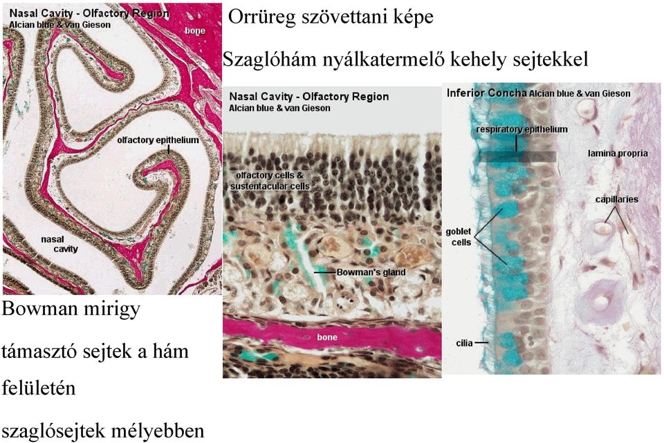 Bowman mirigy támasztó sejtek a