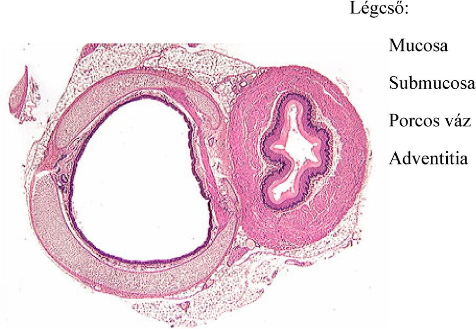 Submucosa