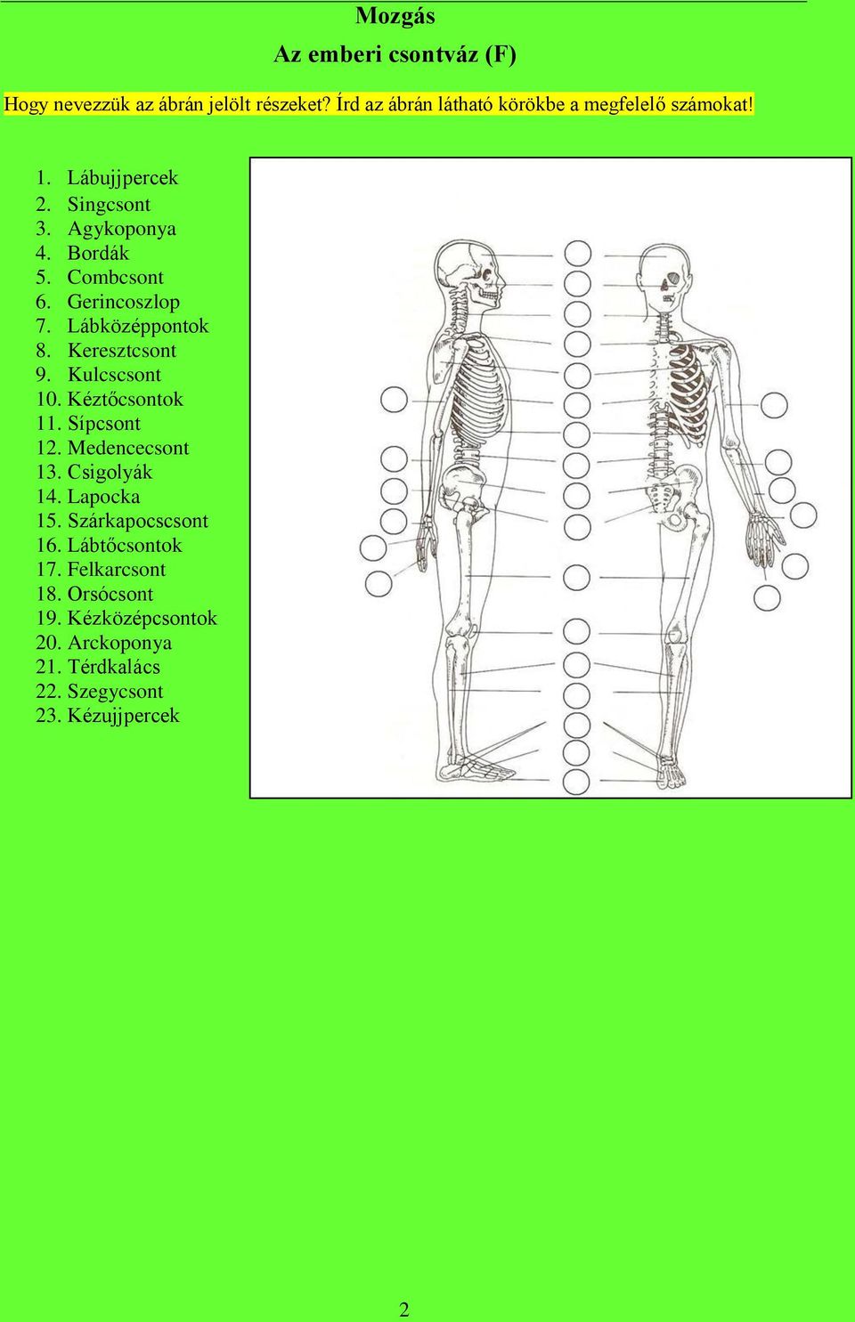 Gerincoszlop 7. Lábközéppontok 8. Keresztcsont 9. Kulcscsont 10. Kéztőcsontok 11. Sípcsont 12. Medencecsont 13.