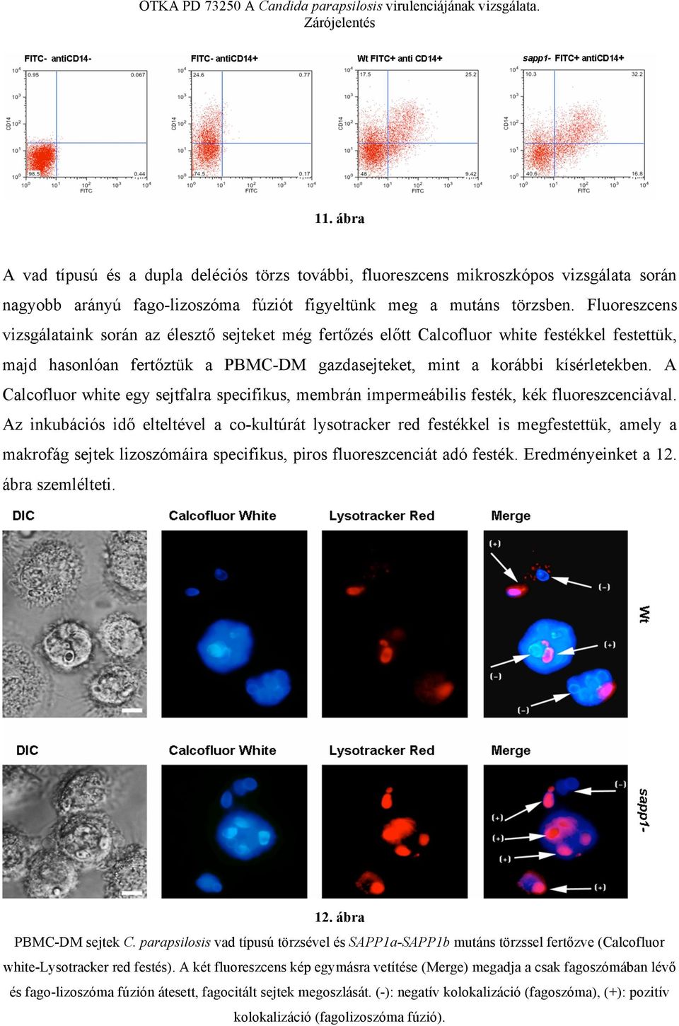 A Calcofluor white egy sejtfalra specifikus, membrán impermeábilis festék, kék fluoreszcenciával.