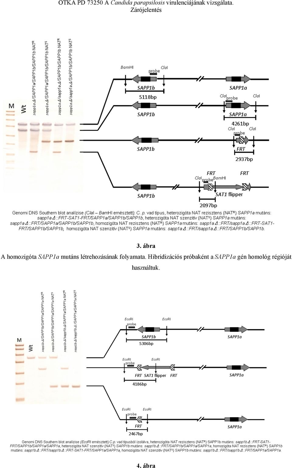 Hibridizációs próbaként a SAPP1a