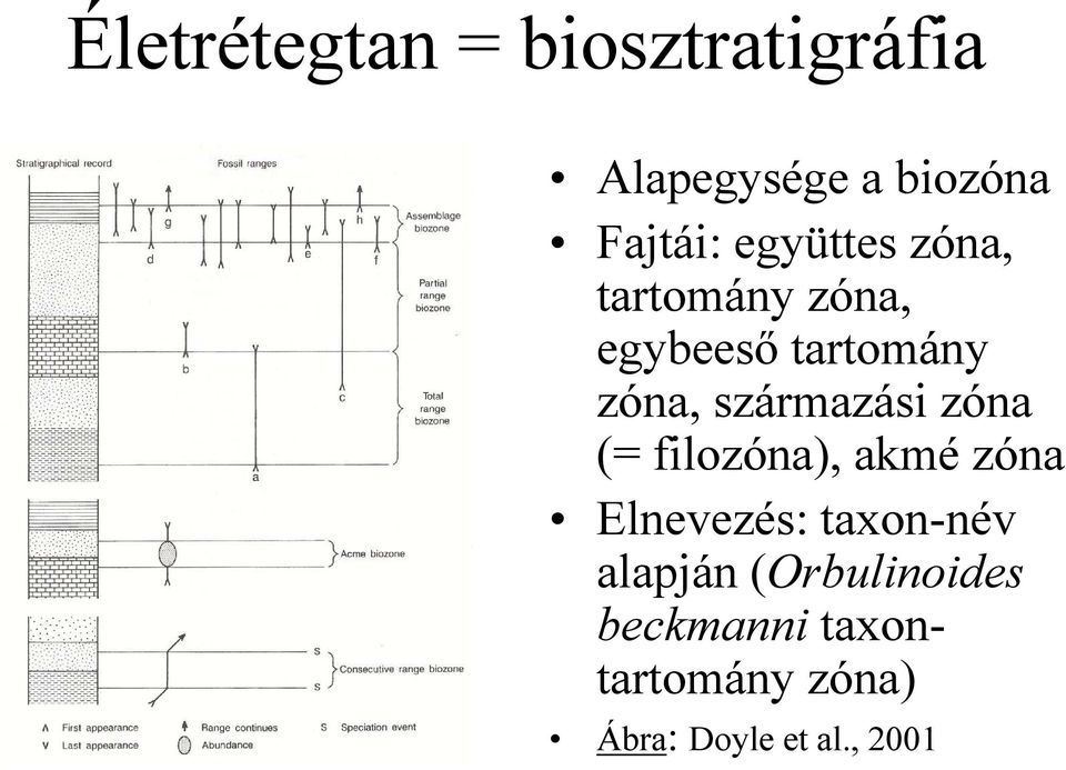 származási zóna (= filozóna), akmé zóna Elnevezés: taxon-név