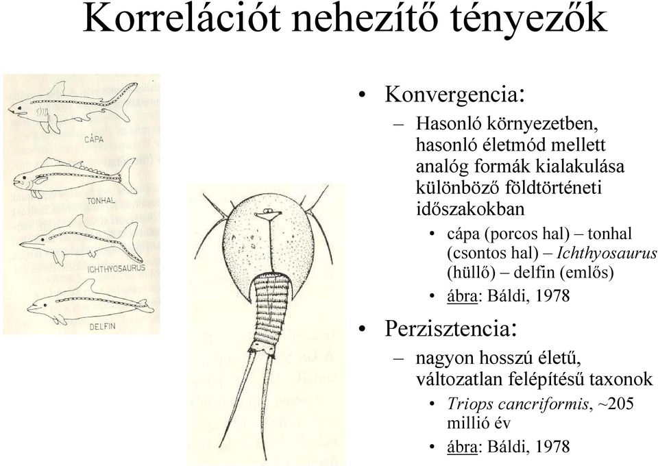(csontos hal) Ichthyosaurus (hüllı) delfin (emlıs) ábra: Báldi, 1978 Perzisztencia: nagyon
