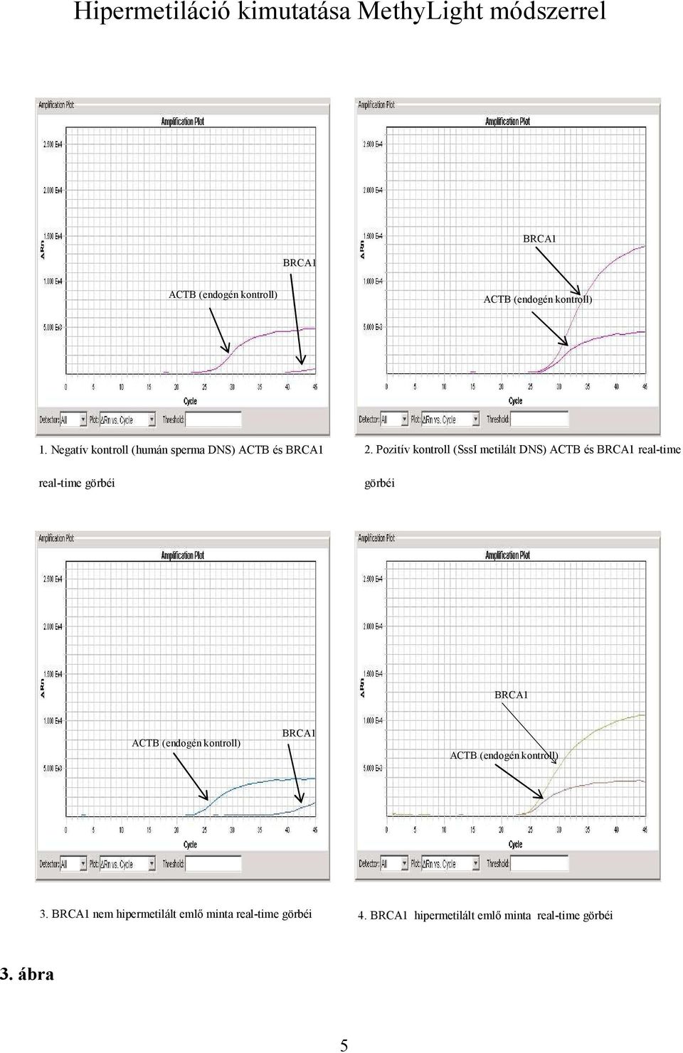 Pozitív kontroll (SssI metilált DNS) ACTB és BRCA1 real-time görbéi BRCA1 ACTB (endogén kontroll) BRCA1