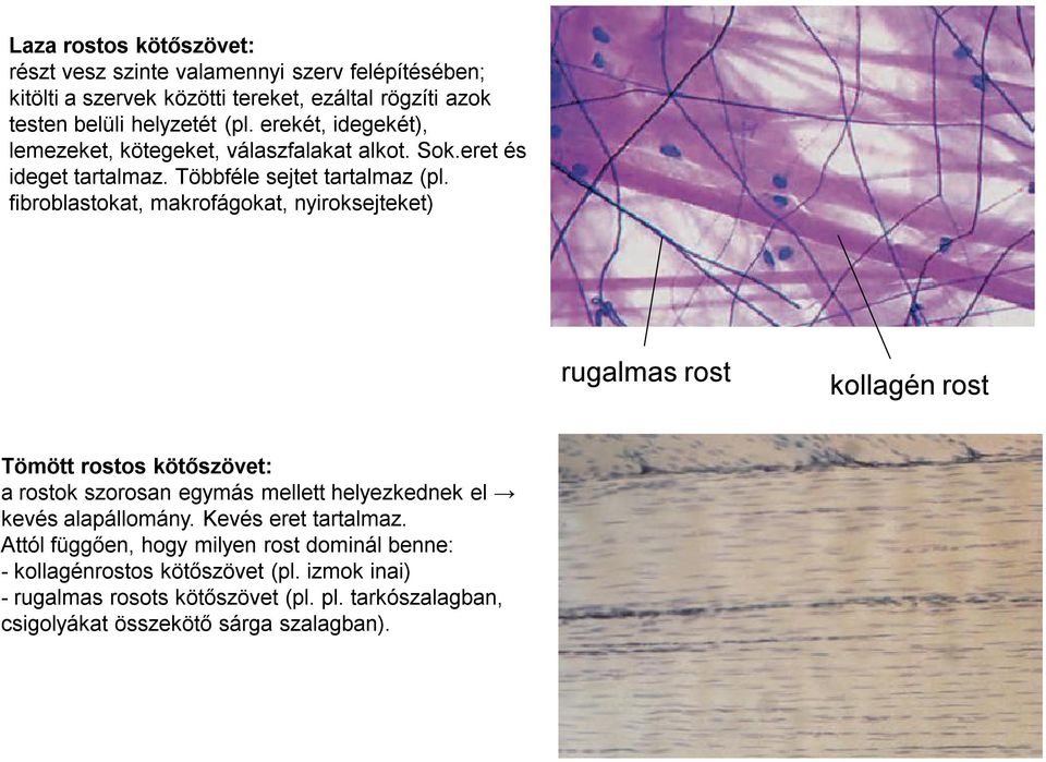 fibroblastokat, makrofágokat, nyiroksejteket) rugalmas rost kollagén rost Tömött rostos kötőszövet: a rostok szorosan egymás mellett helyezkednek el kevés