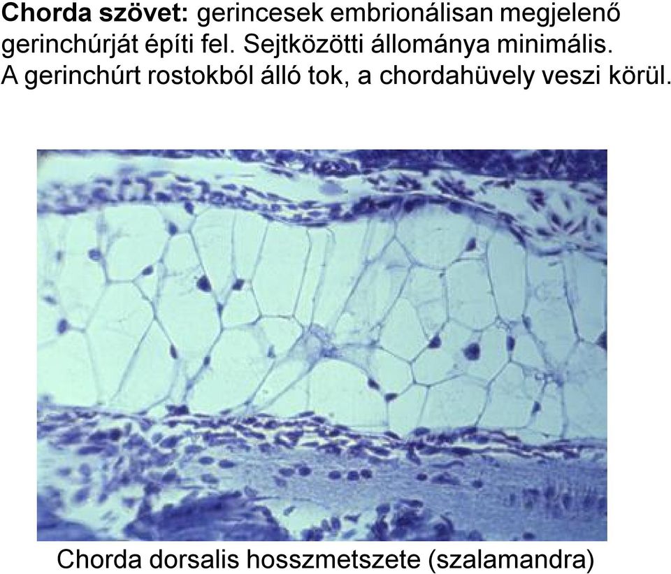 Sejtközötti állománya minimális.