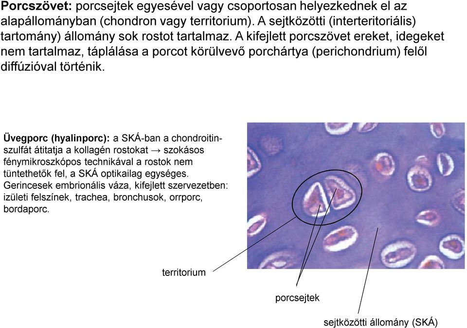 A kifejlett porcszövet ereket, idegeket nem tartalmaz, táplálása a porcot körülvevő porchártya (perichondrium) felől diffúzióval történik.