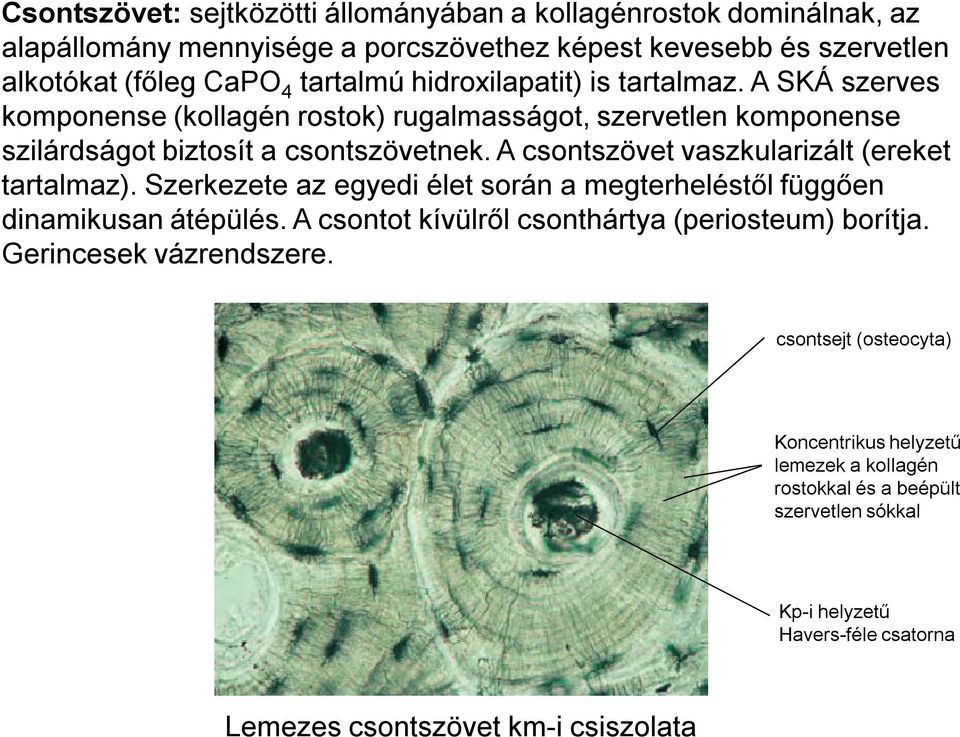 A csontszövet vaszkularizált (ereket tartalmaz). Szerkezete az egyedi élet során a megterheléstől függően dinamikusan átépülés.