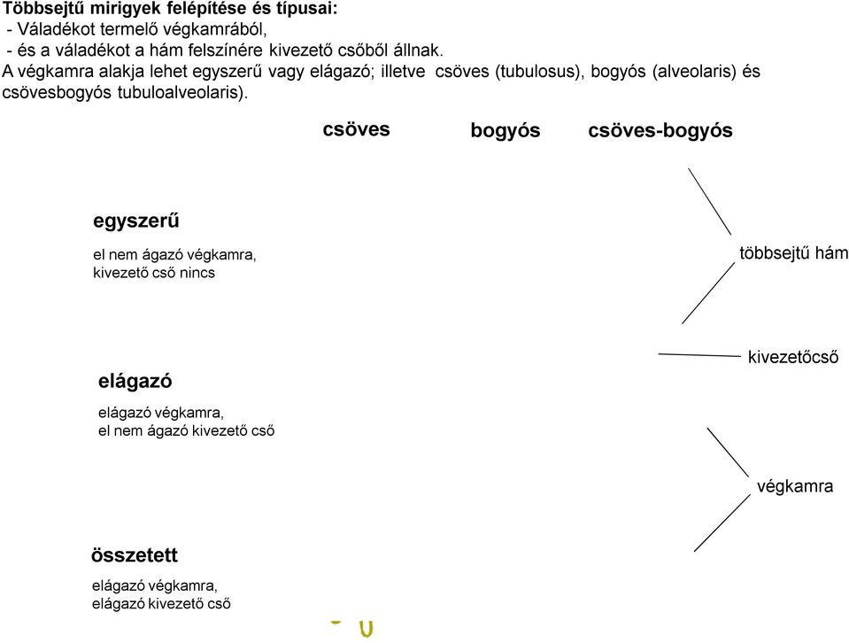 A végkamra alakja lehet egyszerű vagy elágazó; illetve csöves (tubulosus), bogyós (alveolaris) és csövesbogyós