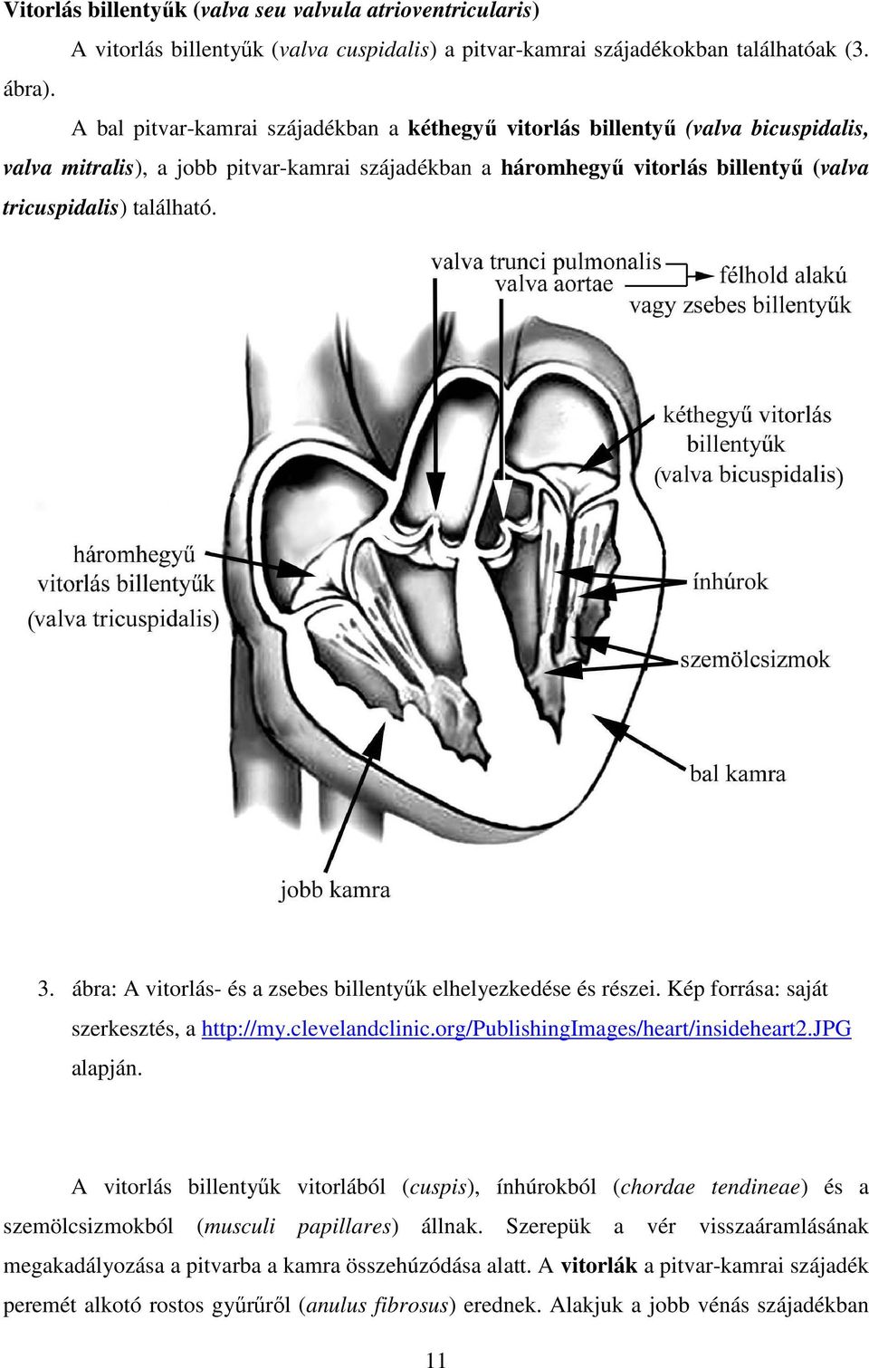 ábra: A vitorlás- és a zsebes billentyűk elhelyezkedése és részei. Kép forrása: saját szerkesztés, a http://my.clevelandclinic.org/publishingimages/heart/insideheart2.jpg alapján.