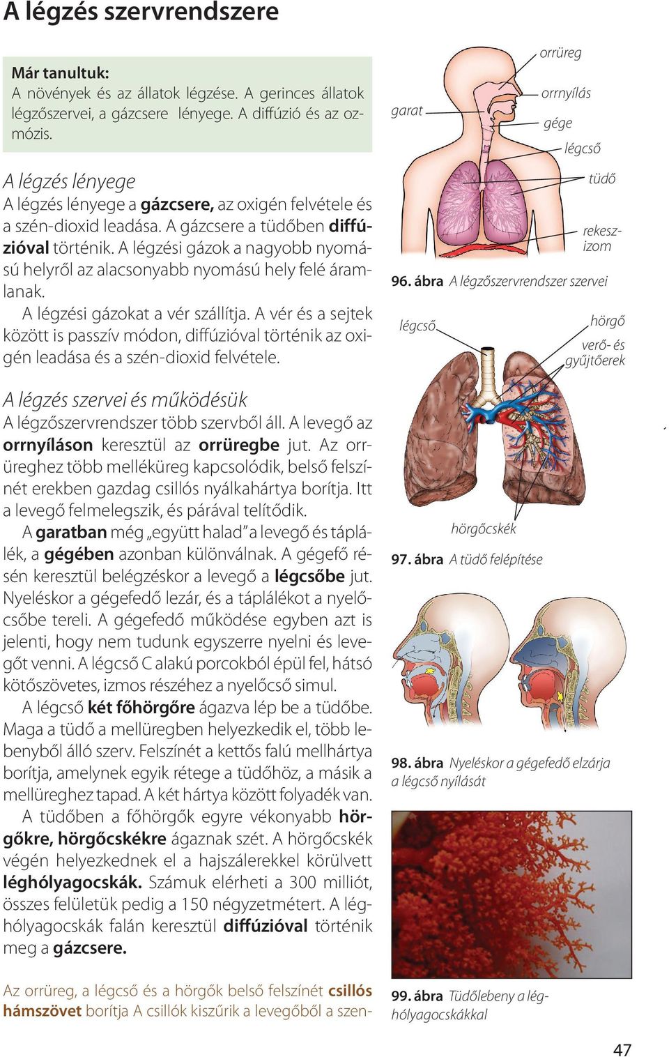 A lég zé si gá zok a na gyobb nyo má - sú hely ről az ala cso nyabb nyo má sú hely fe lé áram - la nak. A lég zé si gá zo kat a vér szál lít ja.