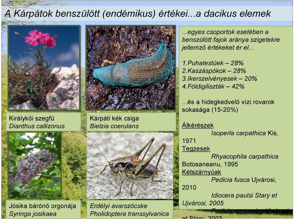 Földigiliszták 42% Királykıi szegfő Dianthus callizonus Jósika bárónı orgonája Syringa josikaea Kárpáti kék csiga Bielzia coerulans Erdélyi avarszöcske Pholidoptera