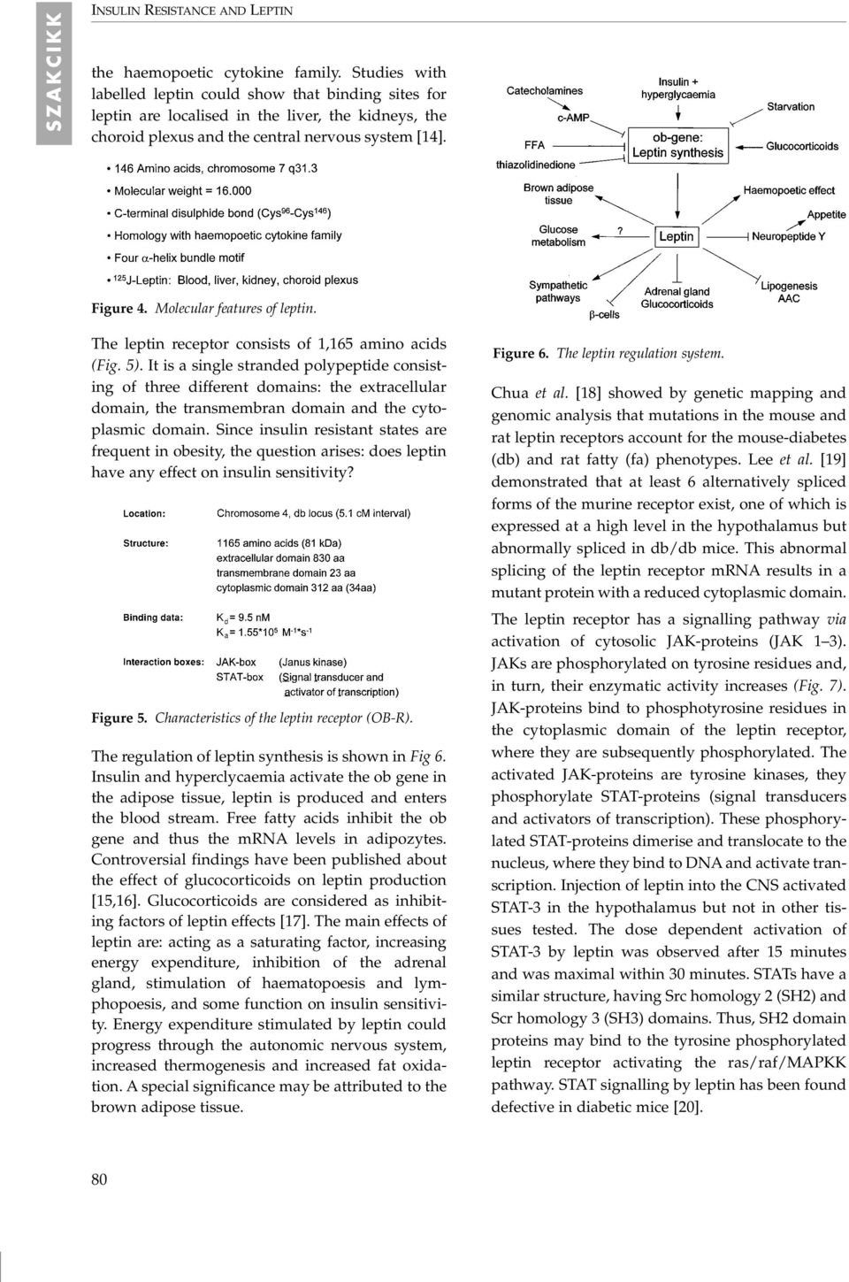 Molecular features of leptin. The leptin receptor consists of 1,165 amino acids (Fig. 5).