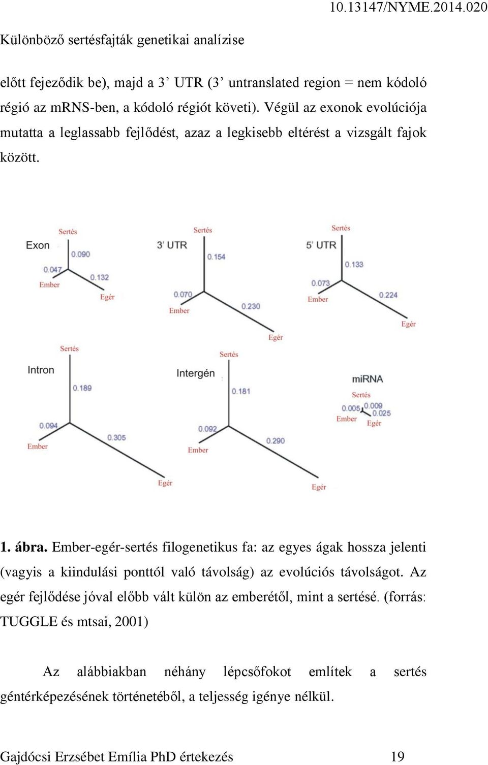 Ember-egér-sertés filogenetikus fa: az egyes ágak hossza jelenti (vagyis a kiindulási ponttól való távolság) az evolúciós távolságot.