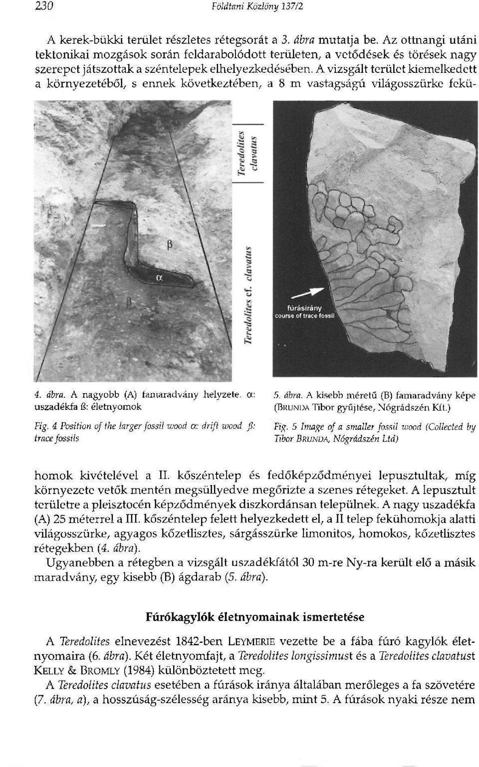 A vizsgált terület kiemelkedett a környezetéből, s ennek következtében, a 8 m vastagságú világosszürke fekü- 4. ábra. A nagyobb (A) famaradvány helyzete, ot: uszadékfa 13: életnyomok Fig.